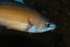 Cyprichromis-microlepidotus-kasai-F1-2