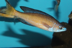 Cyprichromis-microlepidotus-kasai-F1-3