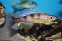 Cyprichromis-zonatus-2