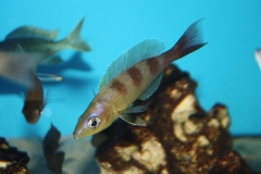 Cyprichromis-zonatus-3