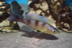 Cyprichromis-zonatus-6