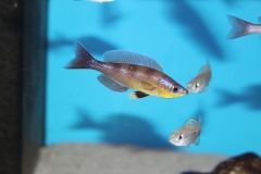 Cyprichromis-zonatus-Kibu-yellow-NZ