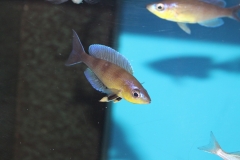 Cyprichromis-zonatus-Kibu-yellow-NZ