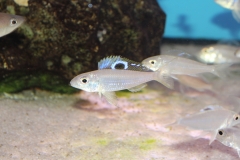 Ectodus-descampsi-2